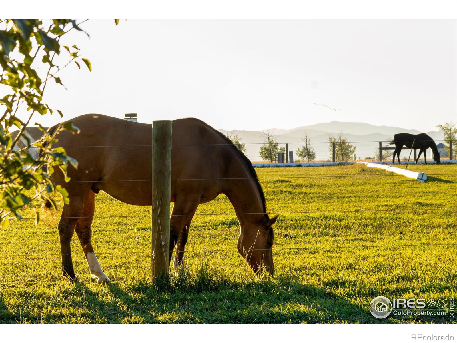 MLS Image #1 for 7755  valleyview circle,windsor, Colorado