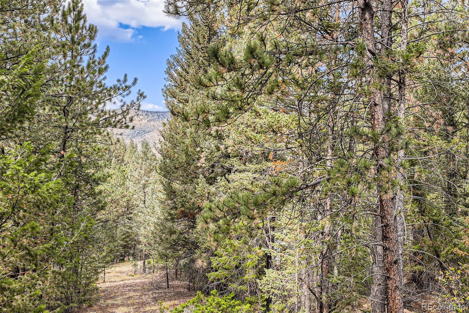 MLS Image #21 for 483  tonn valley,evergreen, Colorado