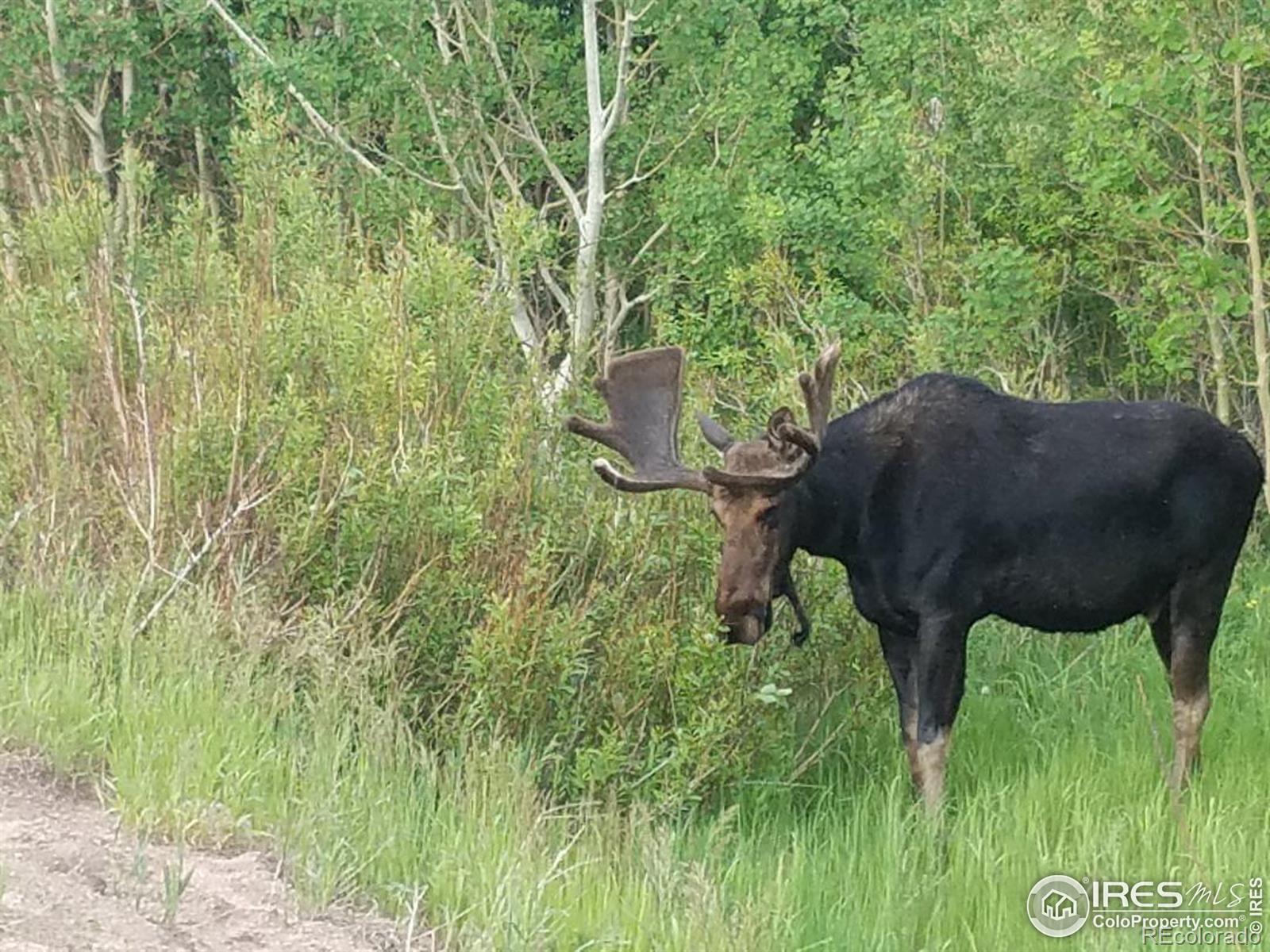 MLS Image #29 for 24427  peak to peak highway,nederland, Colorado