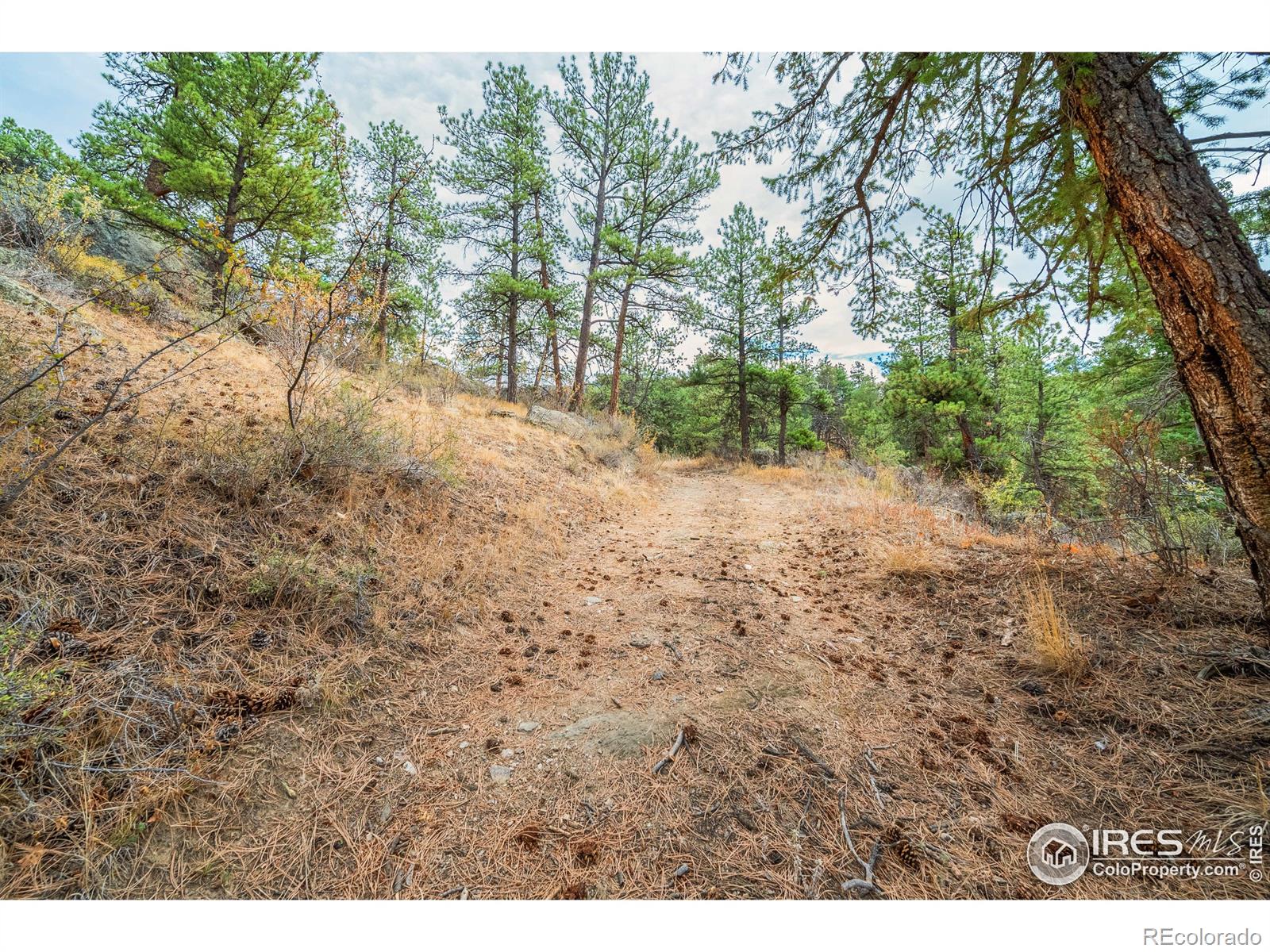 MLS Image #30 for 329  snow top drive,drake, Colorado