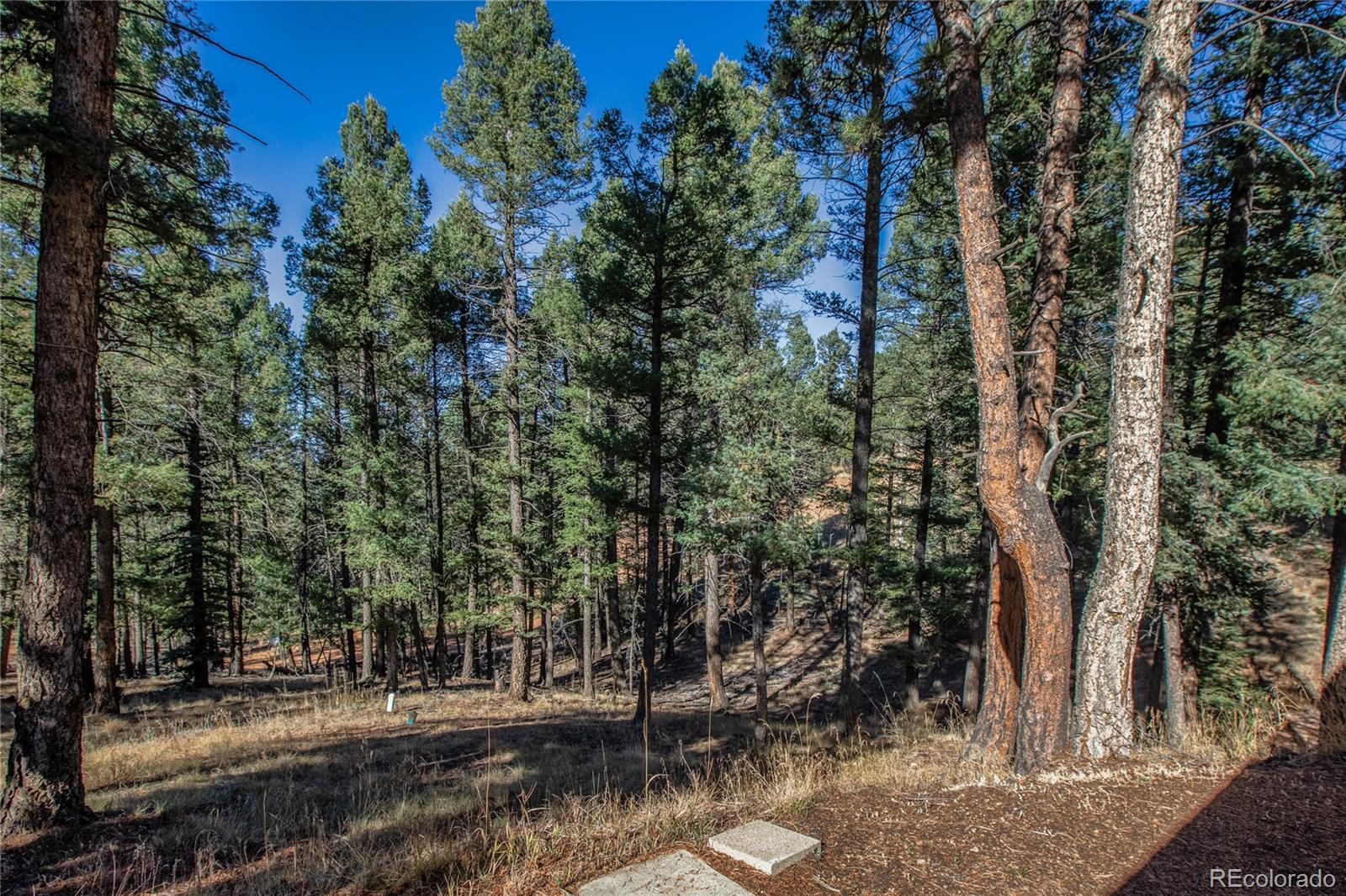 MLS Image #7 for 441  paint pony lane,florissant, Colorado