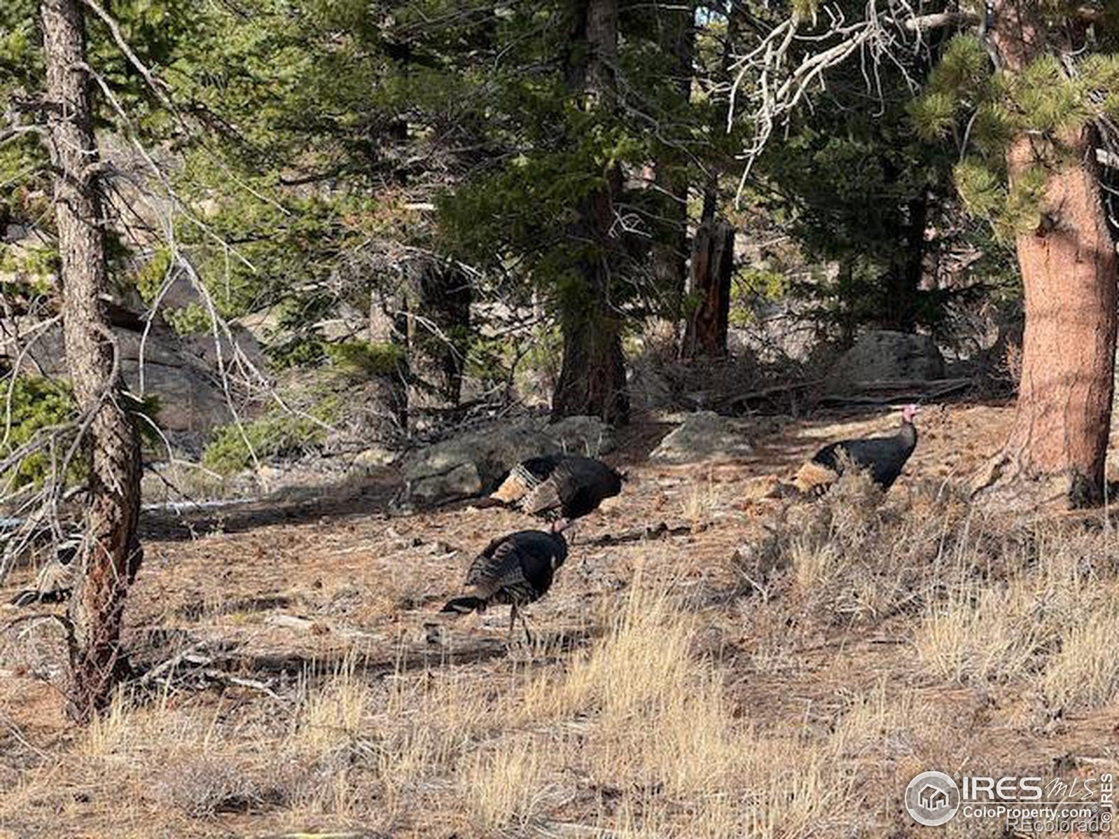 MLS Image #34 for 86  sky kiva circle,red feather lakes, Colorado