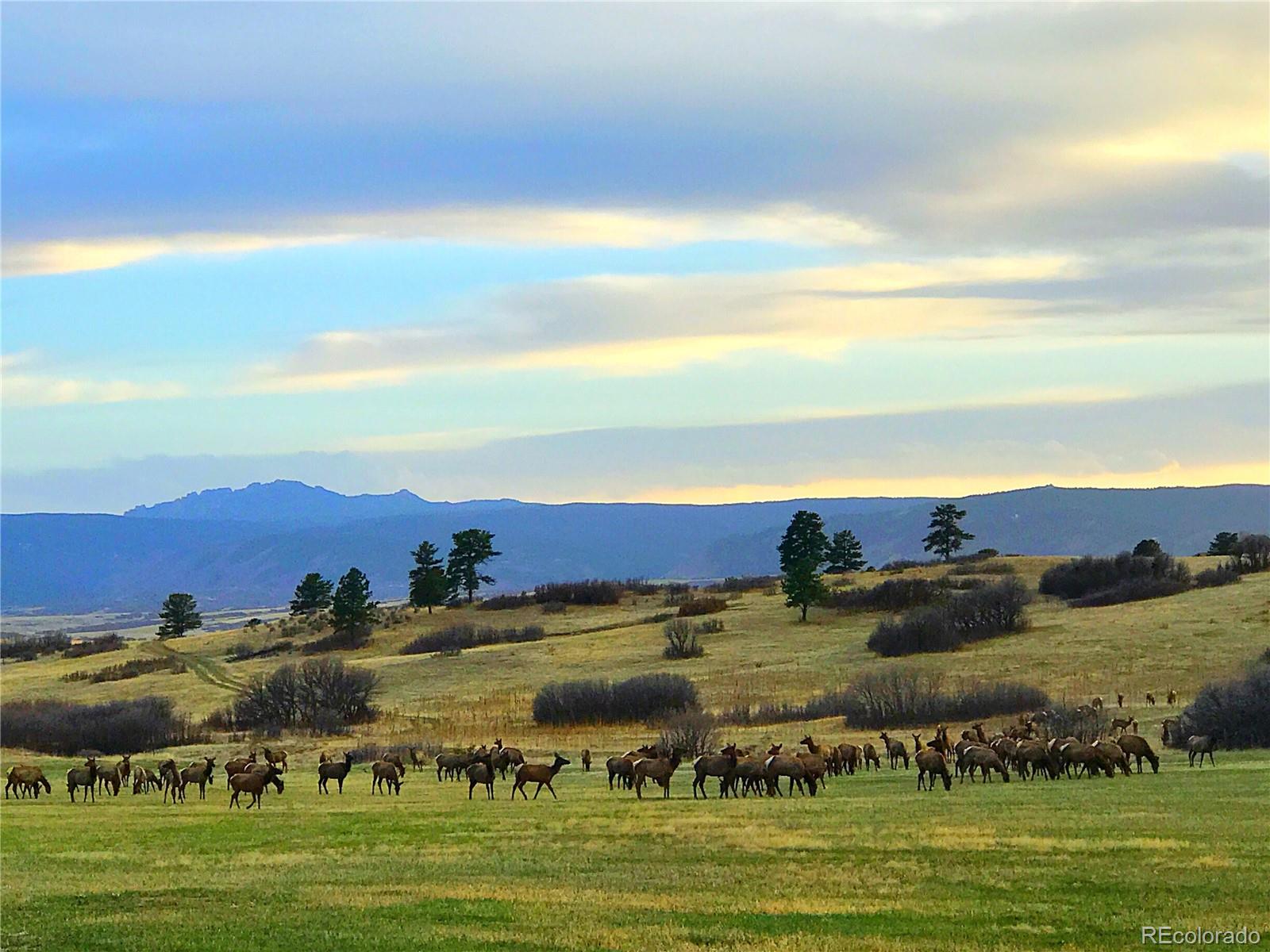 MLS Image #16 for 8014  trinity peak lane,castle rock, Colorado