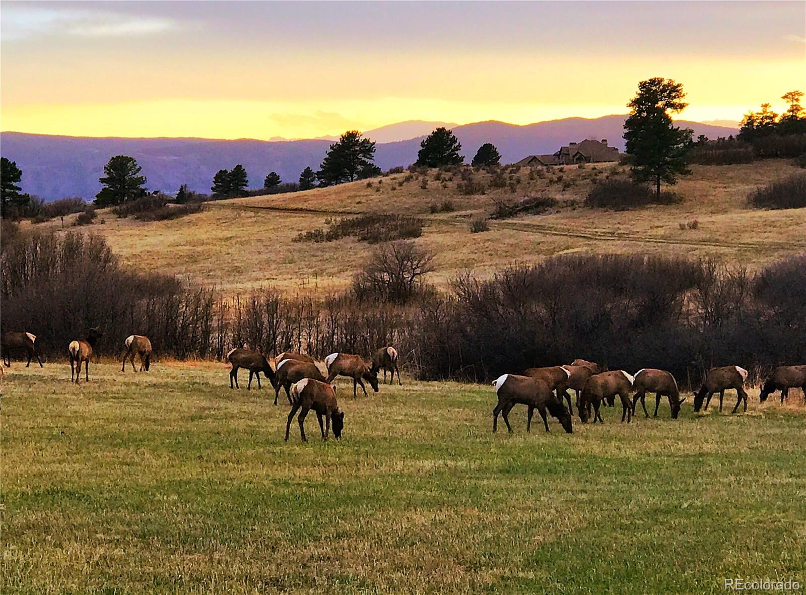 MLS Image #17 for 8014  trinity peak lane,castle rock, Colorado