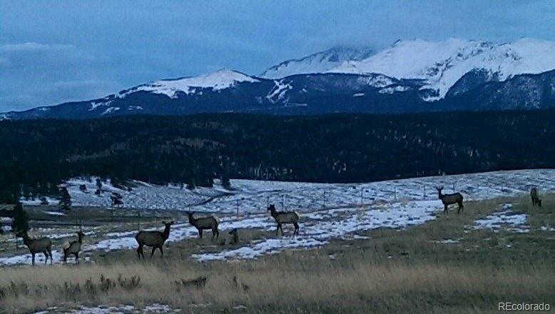 MLS Image #8 for 251  county rd 25 ,divide, Colorado