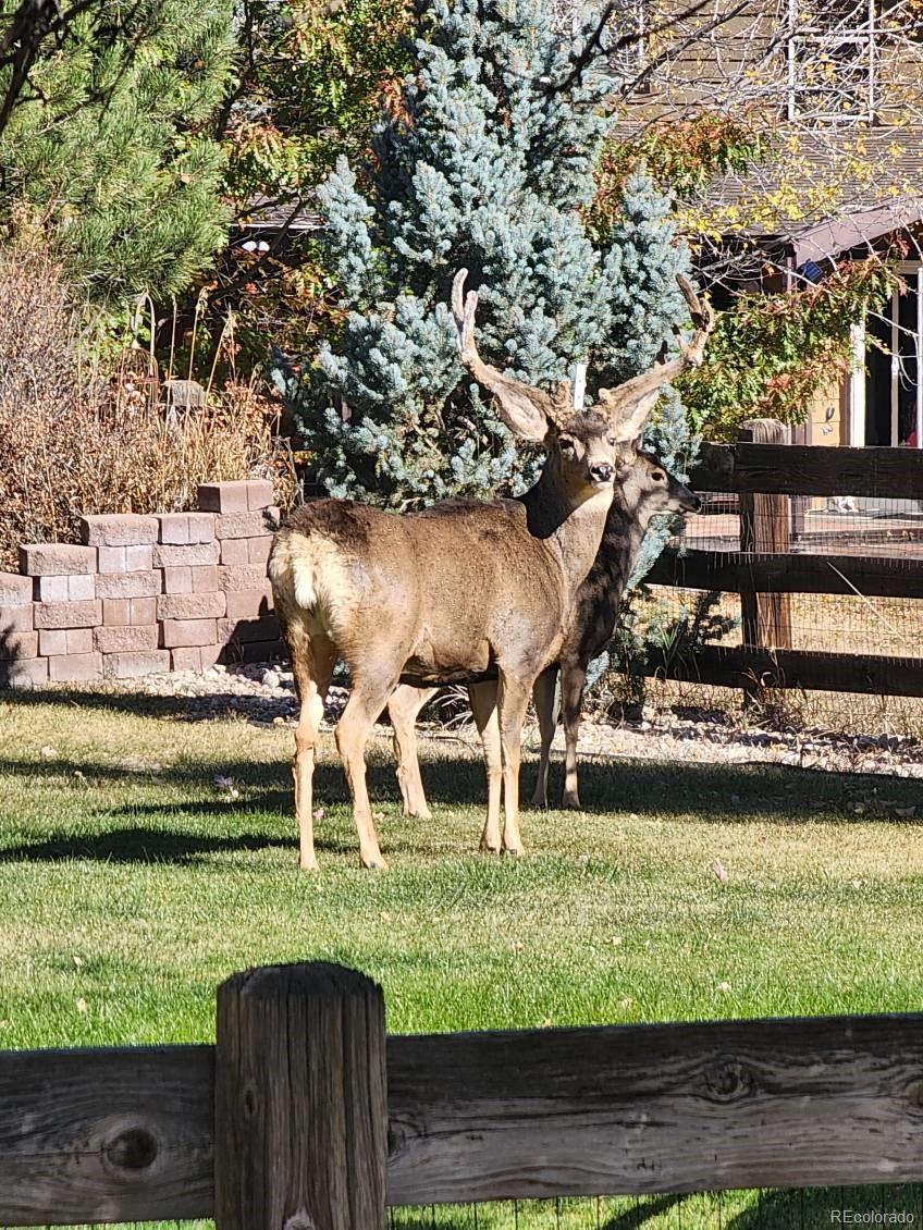 MLS Image #2 for 4860  bluesky drive,castle rock, Colorado