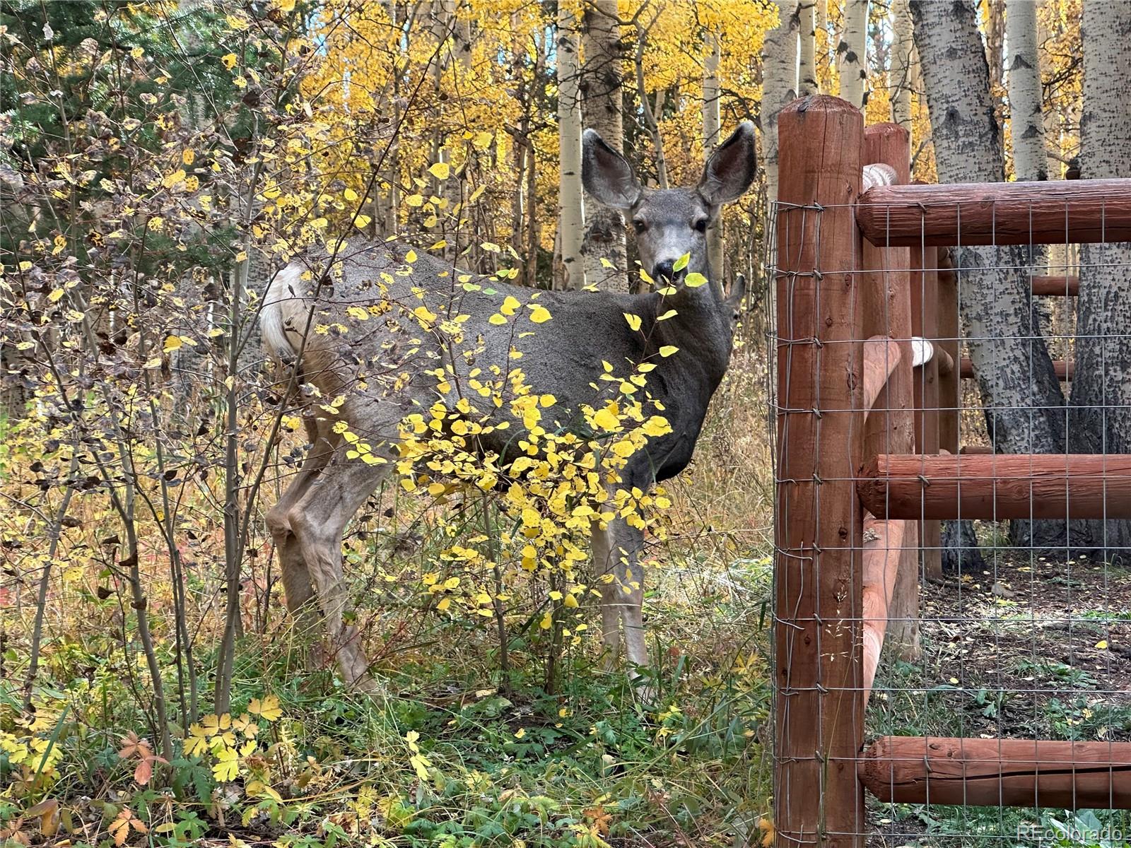 MLS Image #34 for 1333  high creek road,fairplay, Colorado