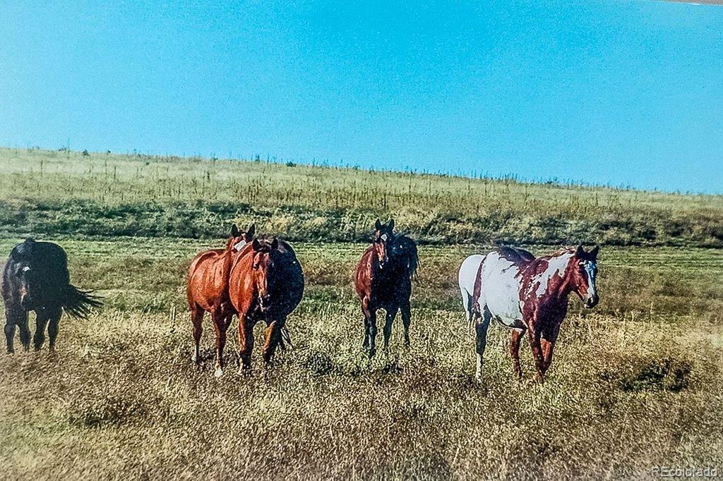 MLS Image #4 for 6597 s state highway 83 ,franktown, Colorado