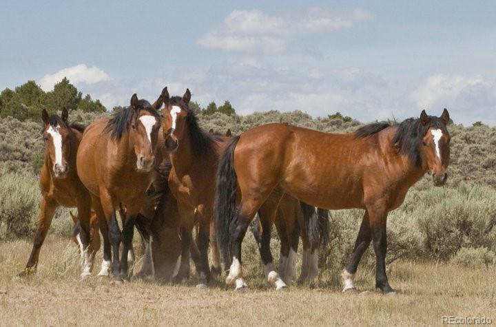 MLS Image #34 for 6132  runninghorse ,san luis, Colorado