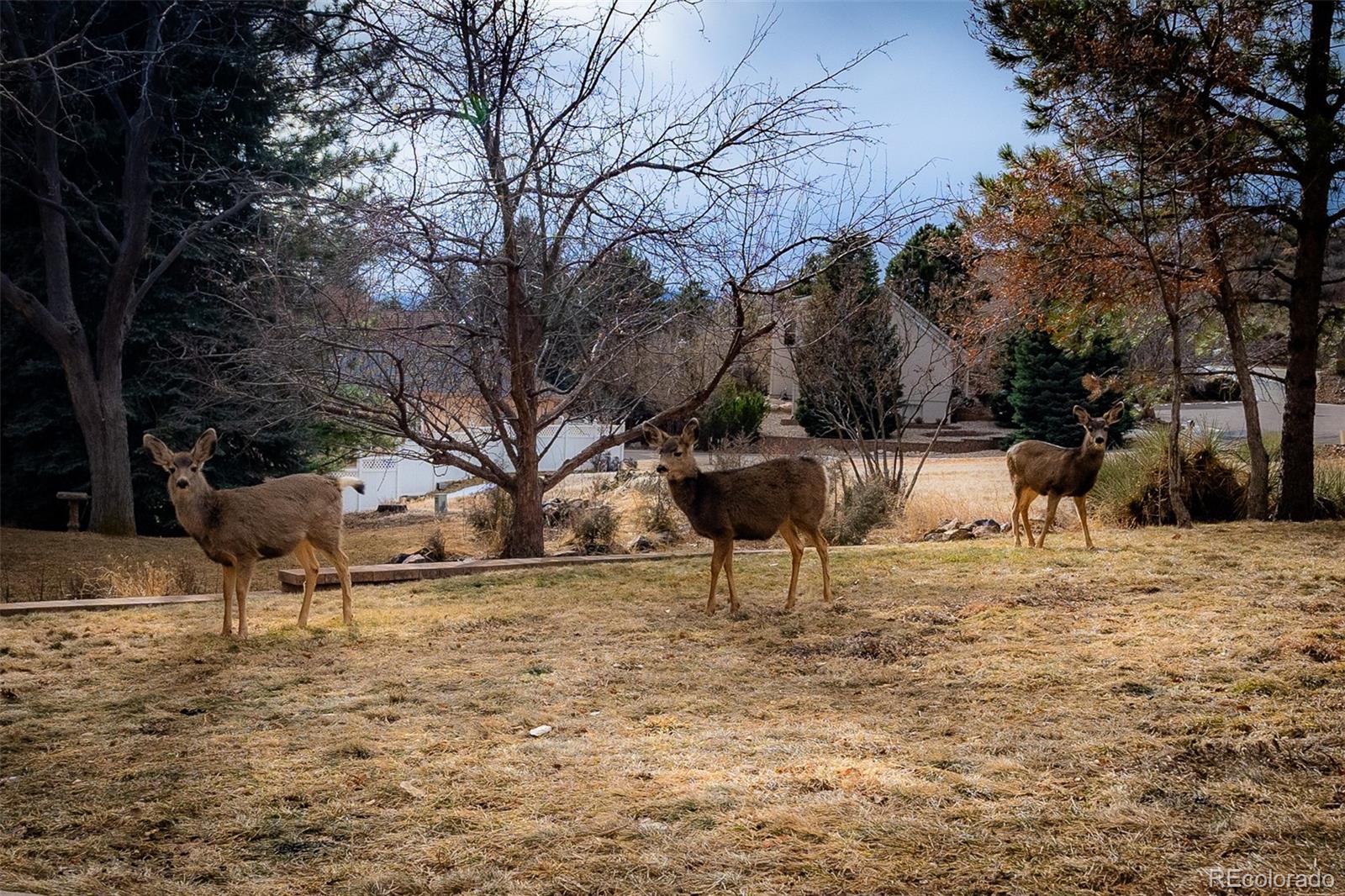 MLS Image #44 for 5570  teakwood terrace,colorado springs, Colorado