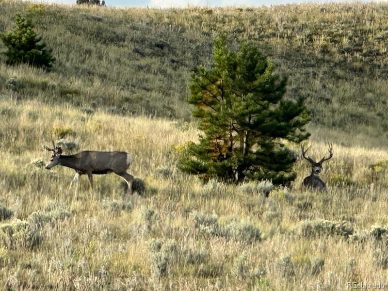 MLS Image #9 for 7275  co-9 ,guffey, Colorado