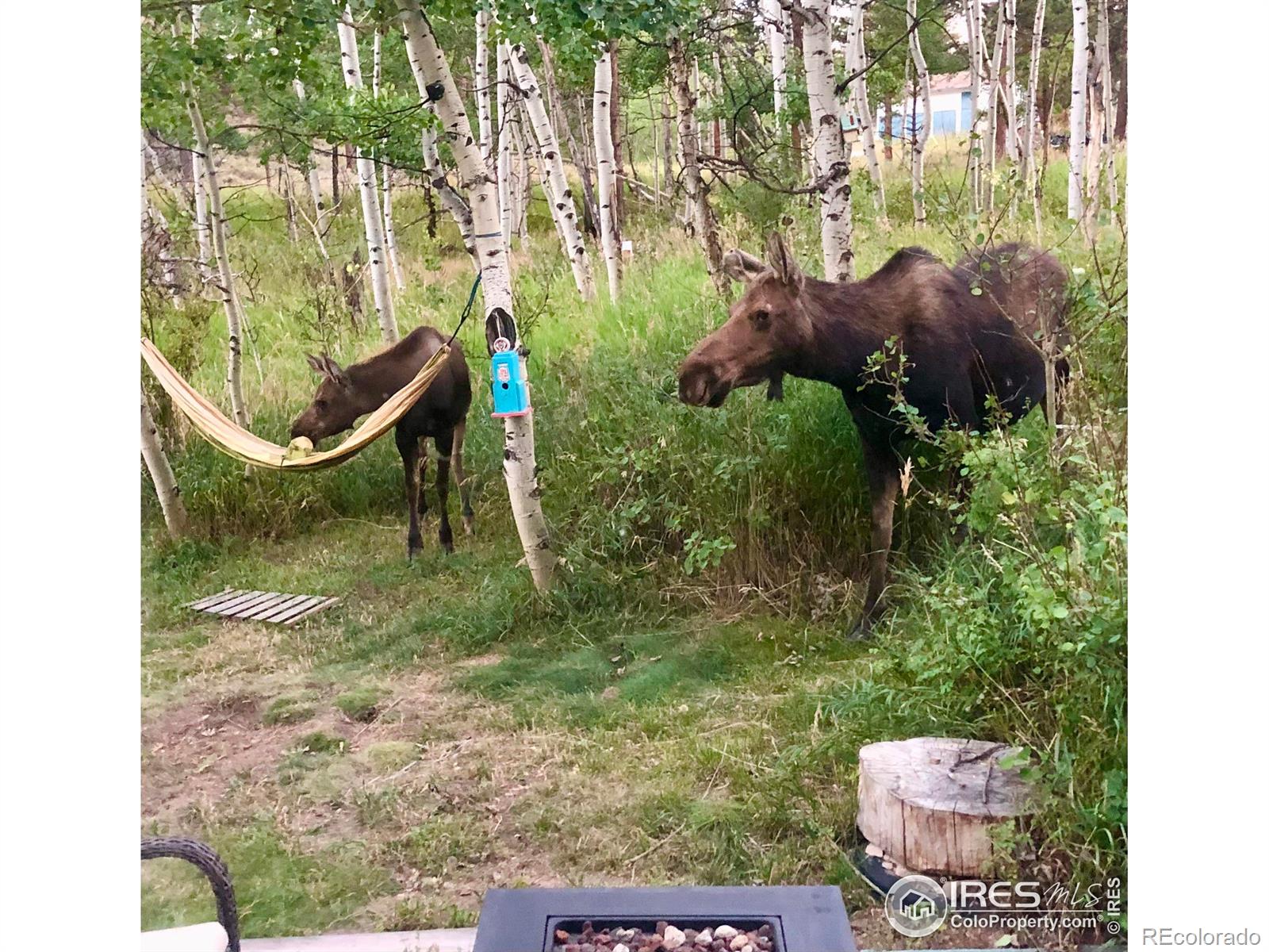 MLS Image #23 for 634  pipsissewa lane,red feather lakes, Colorado