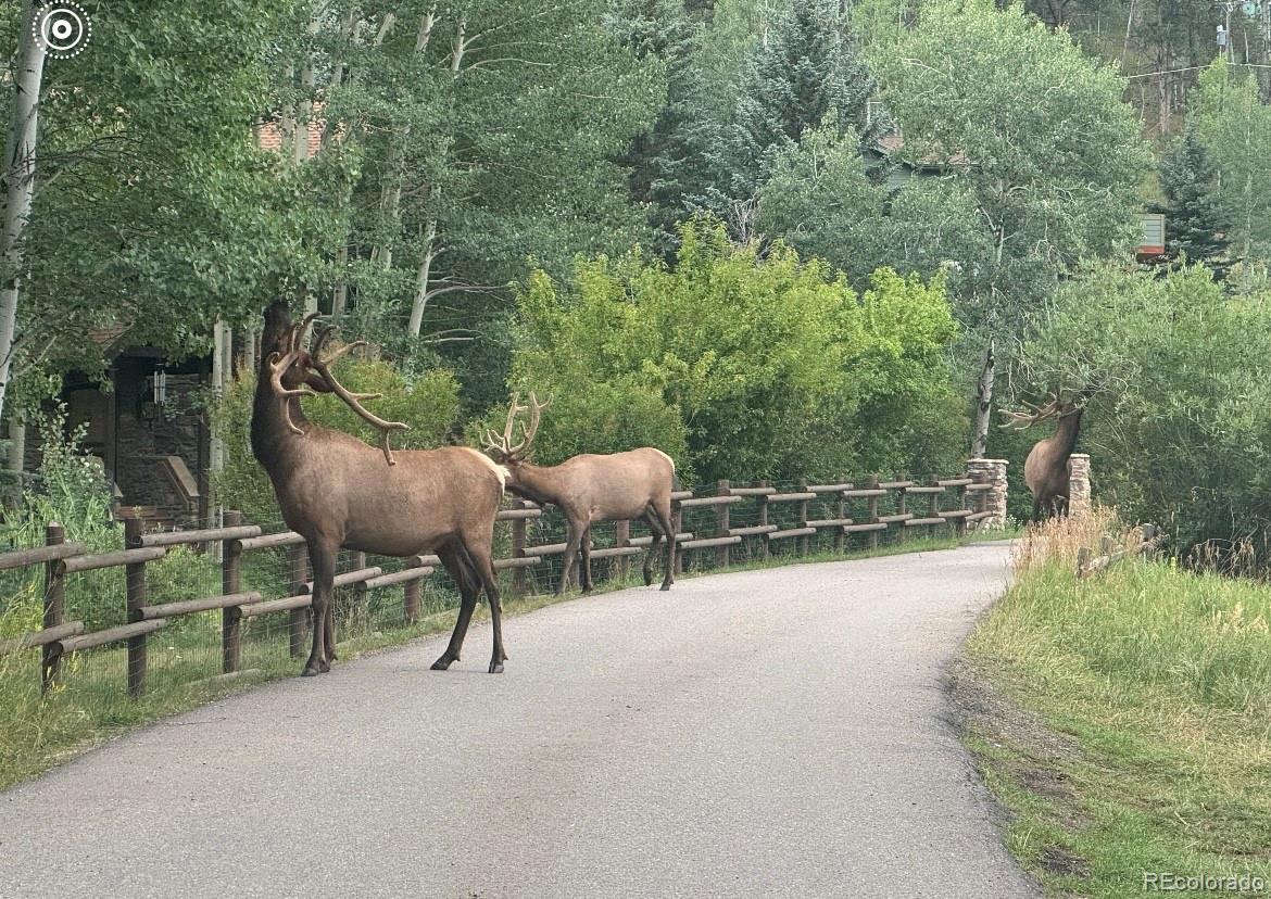 MLS Image #36 for 33884  bergen view trail,evergreen, Colorado