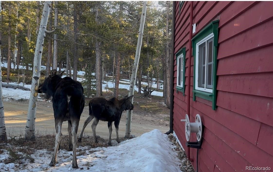 MLS Image #44 for 902  bear mountain road,black hawk, Colorado