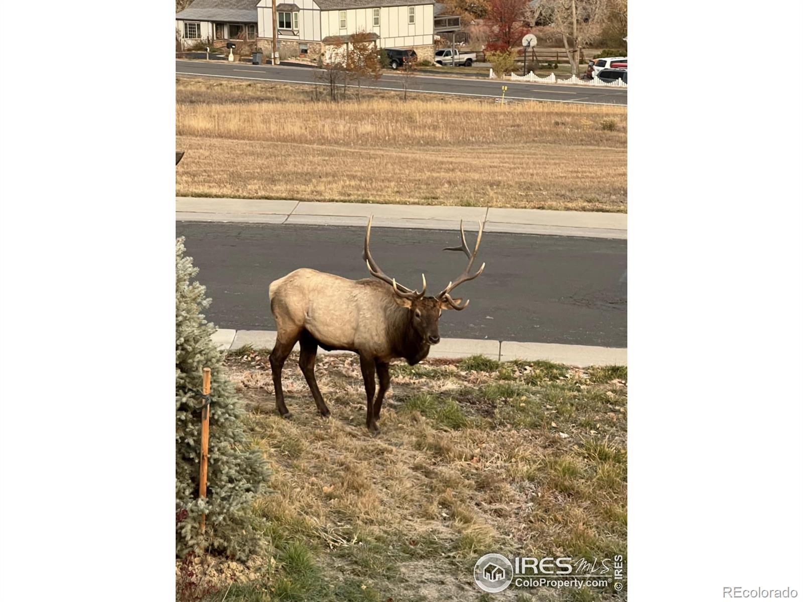 MLS Image #37 for 4821  hay wagon court,loveland, Colorado