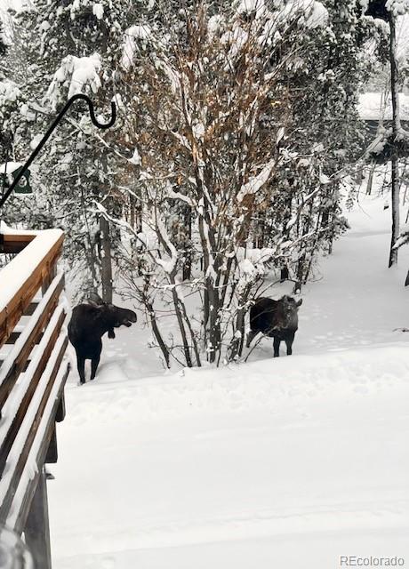 MLS Image #46 for 142  tschaikovsky road,black hawk, Colorado