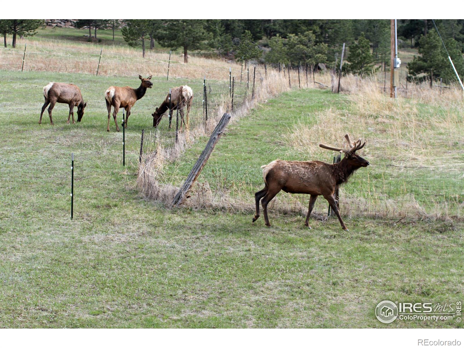 MLS Image #31 for 306  snow top drive,drake, Colorado