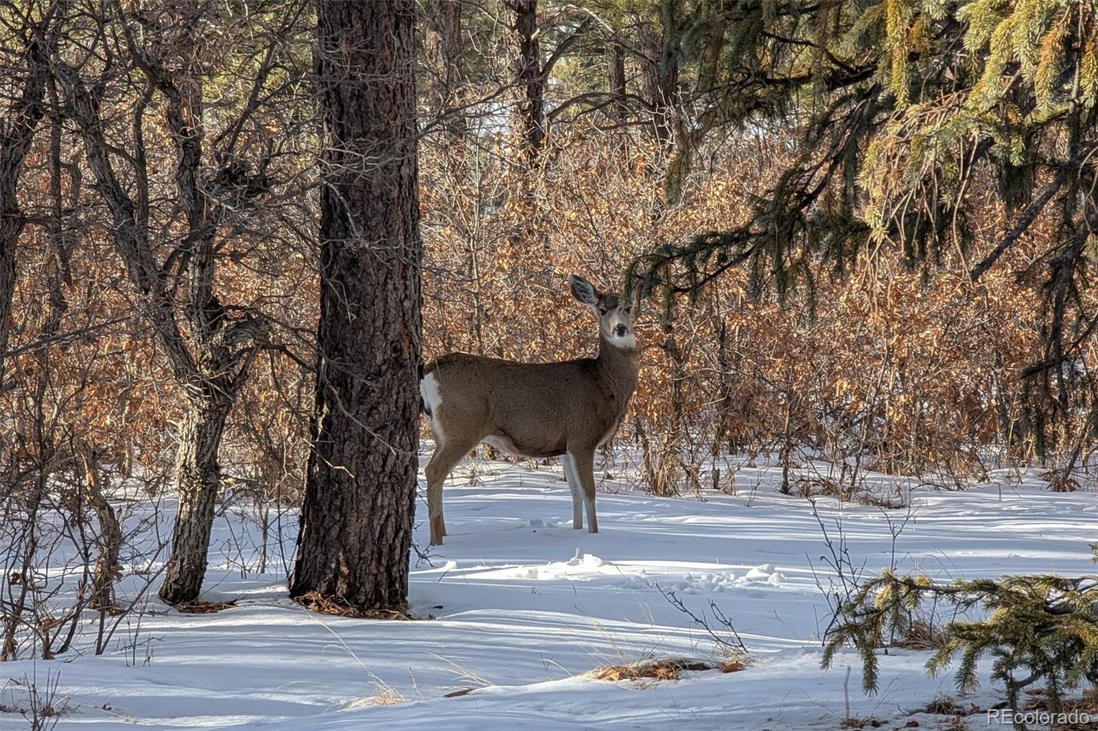 MLS Image #9 for 9142  warriors mark drive,franktown, Colorado