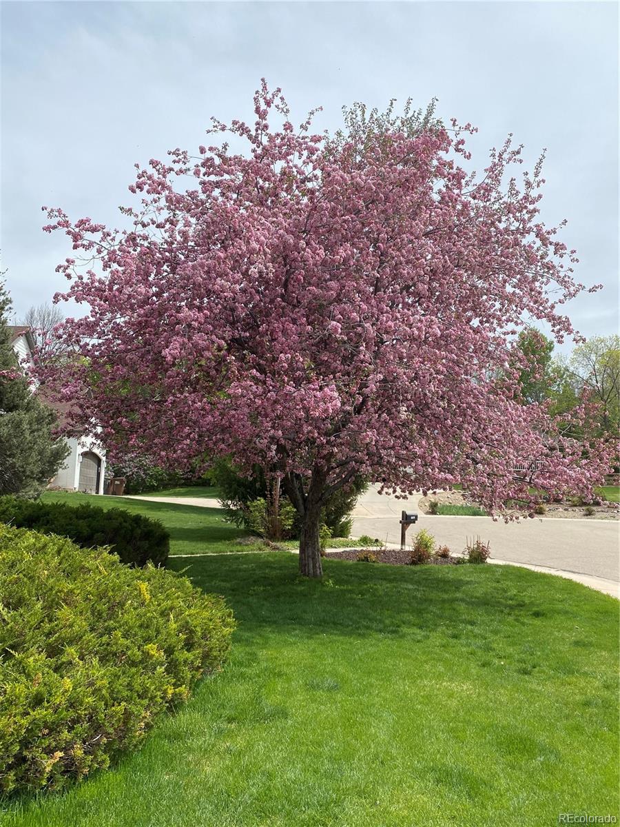 MLS Image #33 for 7202  snow peak court,niwot, Colorado