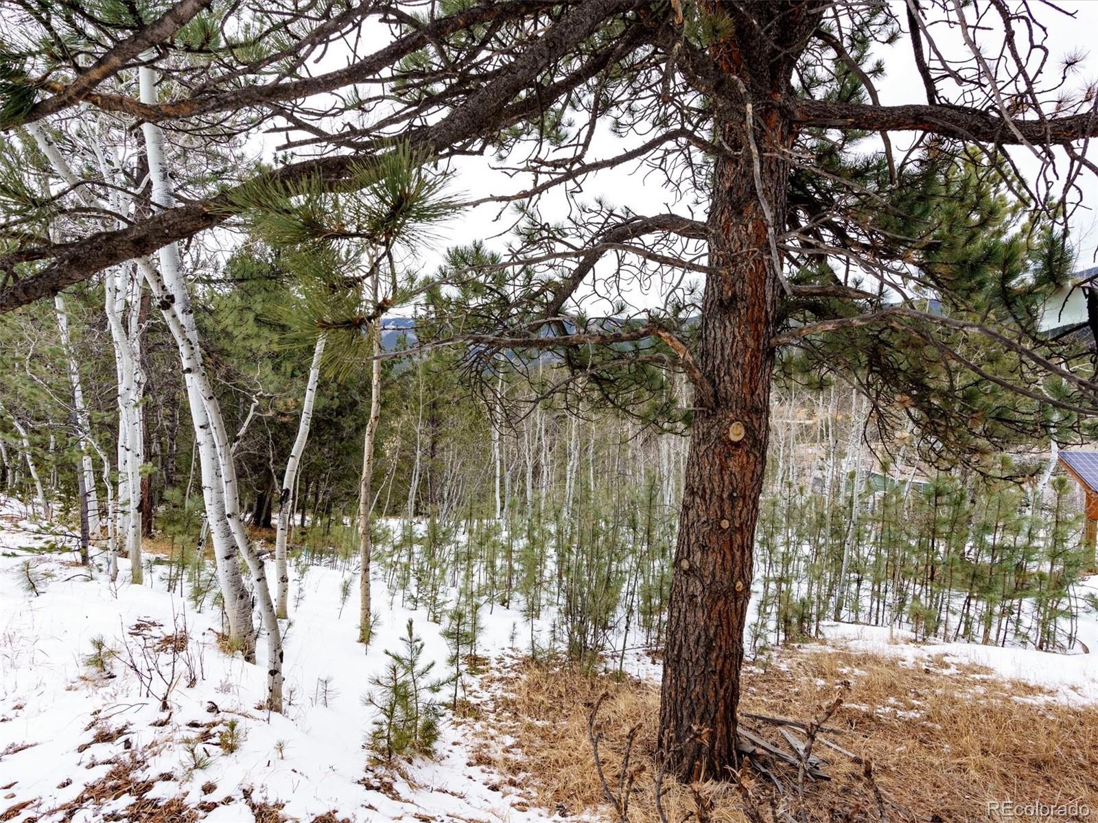 MLS Image #14 for 10  bartimous road,bailey, Colorado