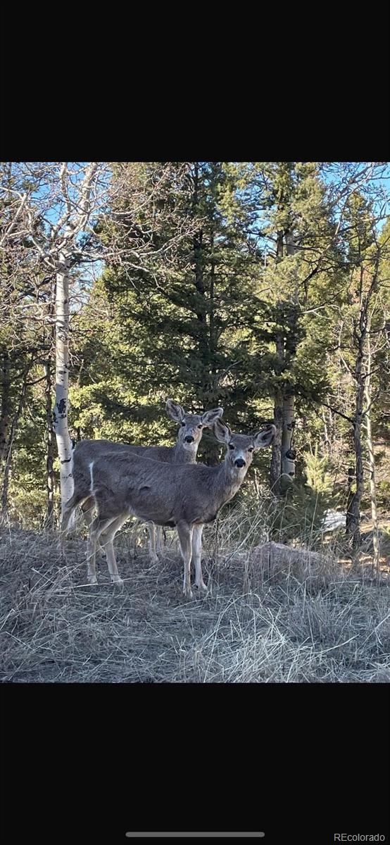 MLS Image #14 for 345  klitowya trail,woodland park, Colorado