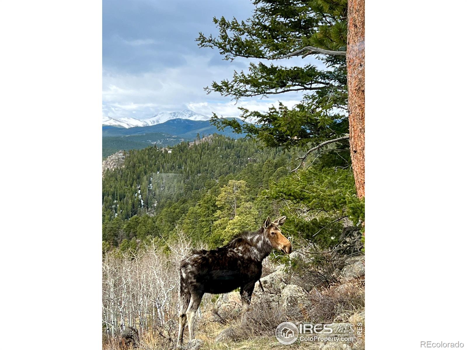 MLS Image #34 for 3714  ridge road,nederland, Colorado