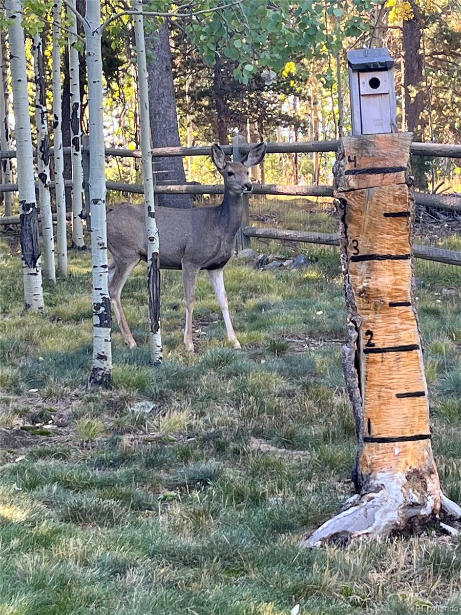 MLS Image #44 for 11647  leavenworth drive,conifer, Colorado