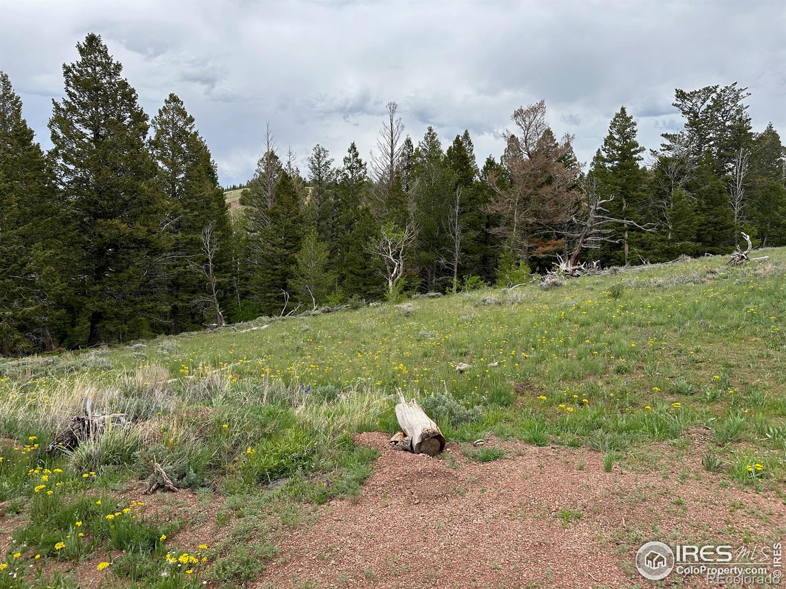 MLS Image #18 for 432  forest way,red feather lakes, Colorado