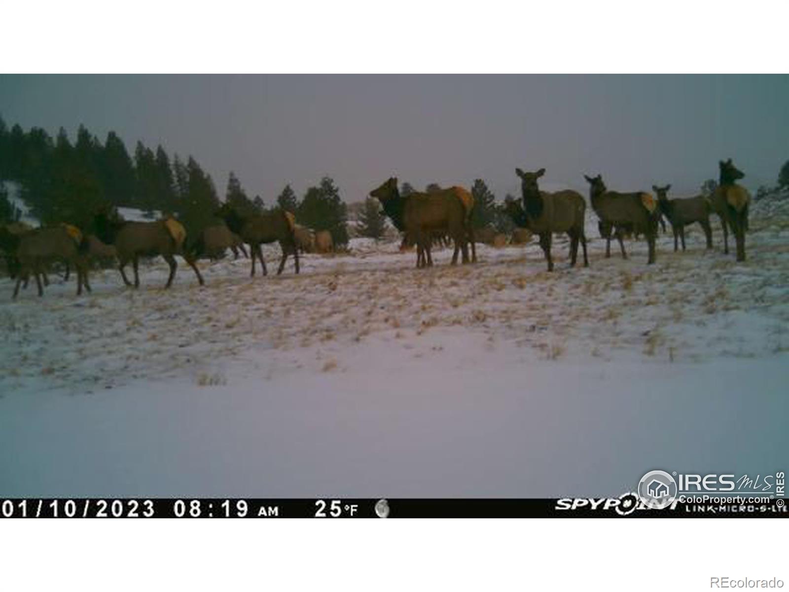 MLS Image #9 for 432  forest way,red feather lakes, Colorado