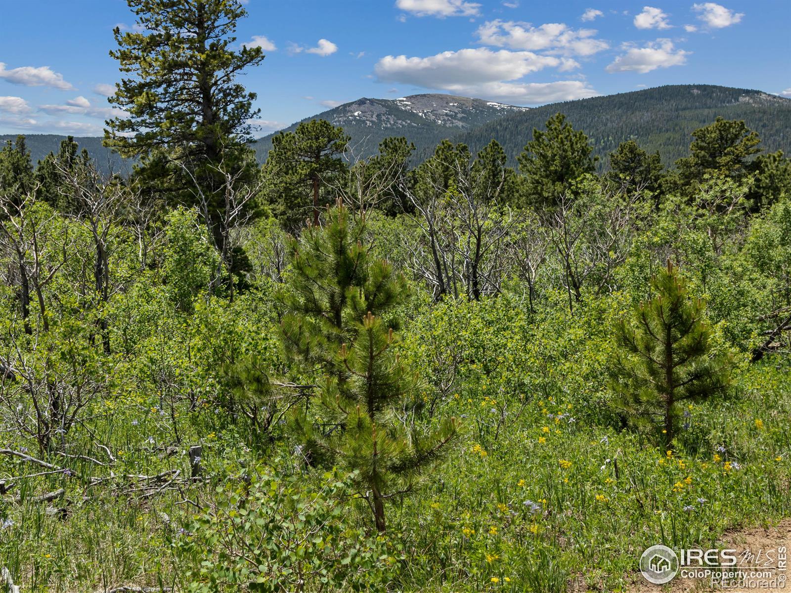 MLS Image #24 for 494 n skinner road,allenspark, Colorado