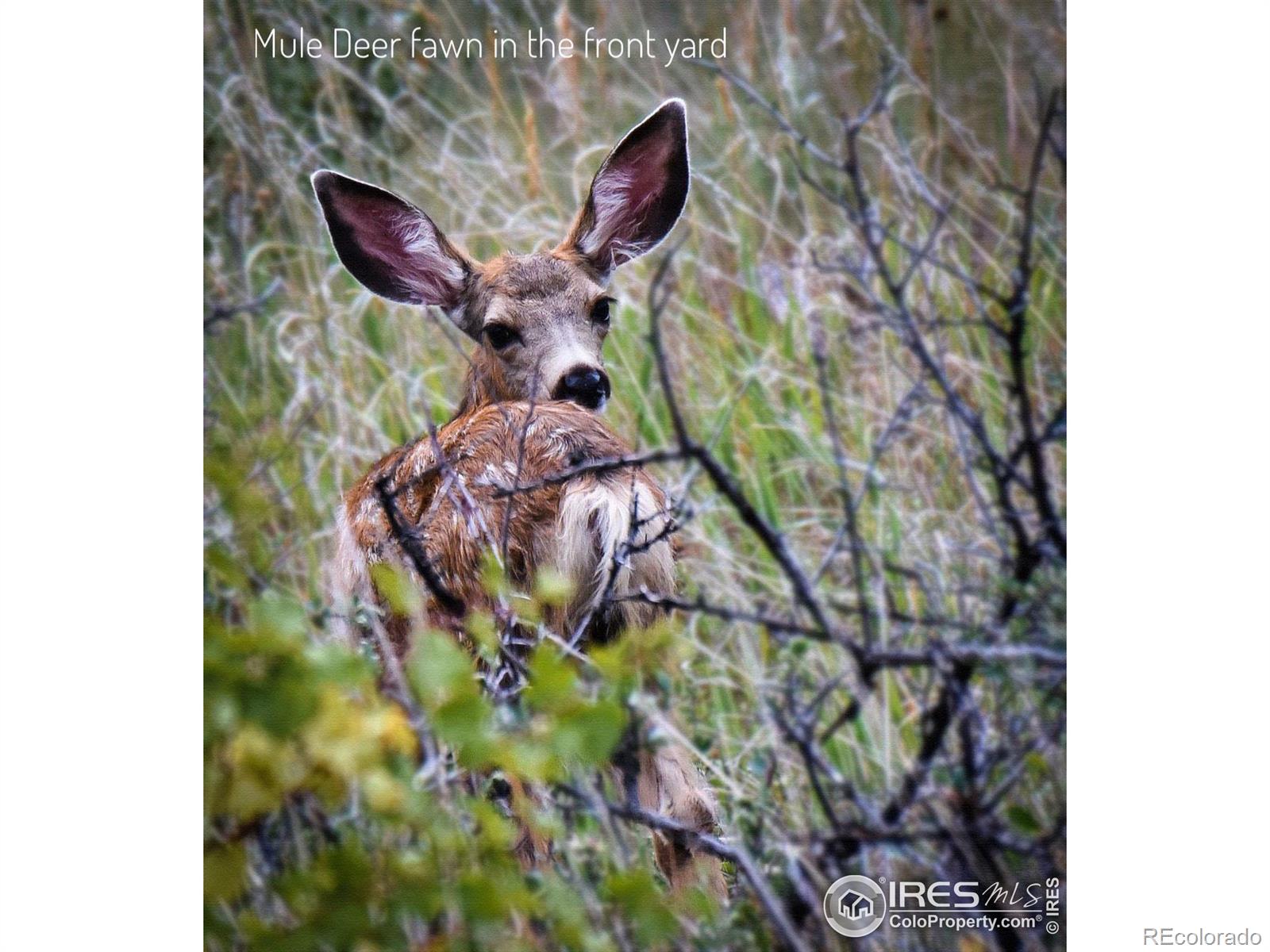 MLS Image #35 for 555  james park trail,loveland, Colorado