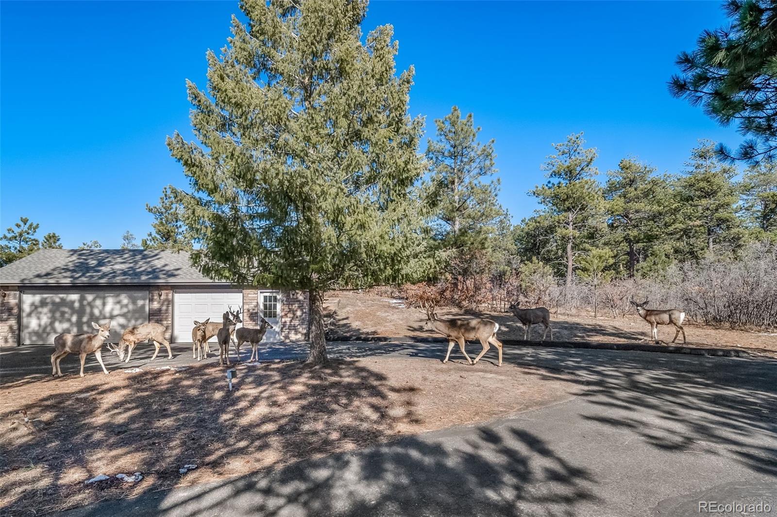 MLS Image #42 for 2049  silverheels drive,larkspur, Colorado