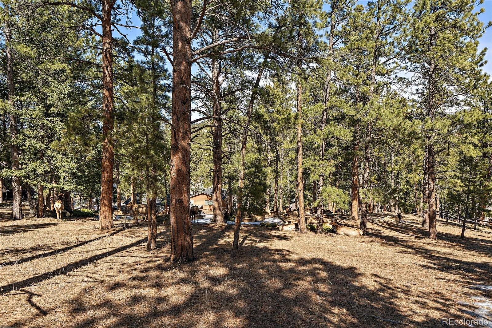 MLS Image #4 for 28539  douglas park road,evergreen, Colorado