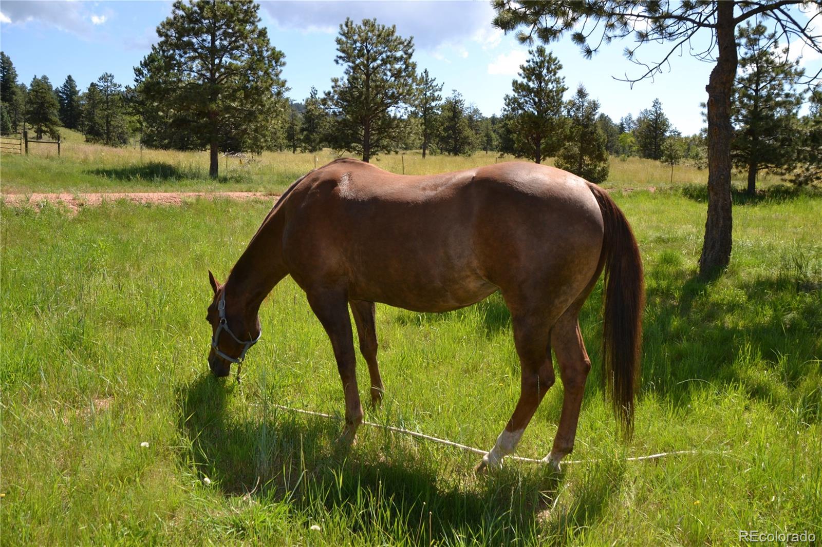 MLS Image #43 for 29860 n hwy 67 highway,woodland park, Colorado