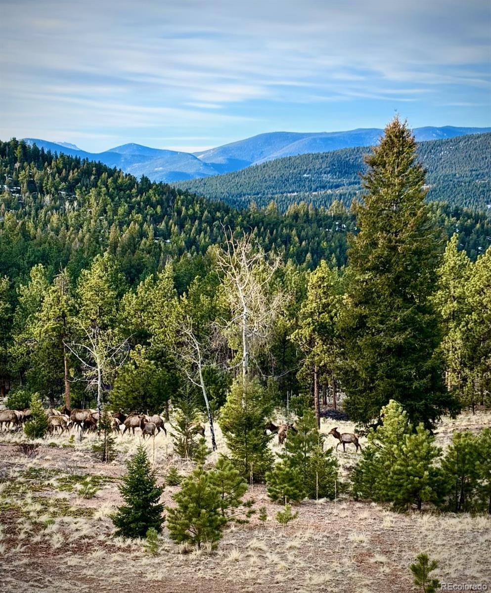 MLS Image #24 for 1567  tapadero road,bailey, Colorado