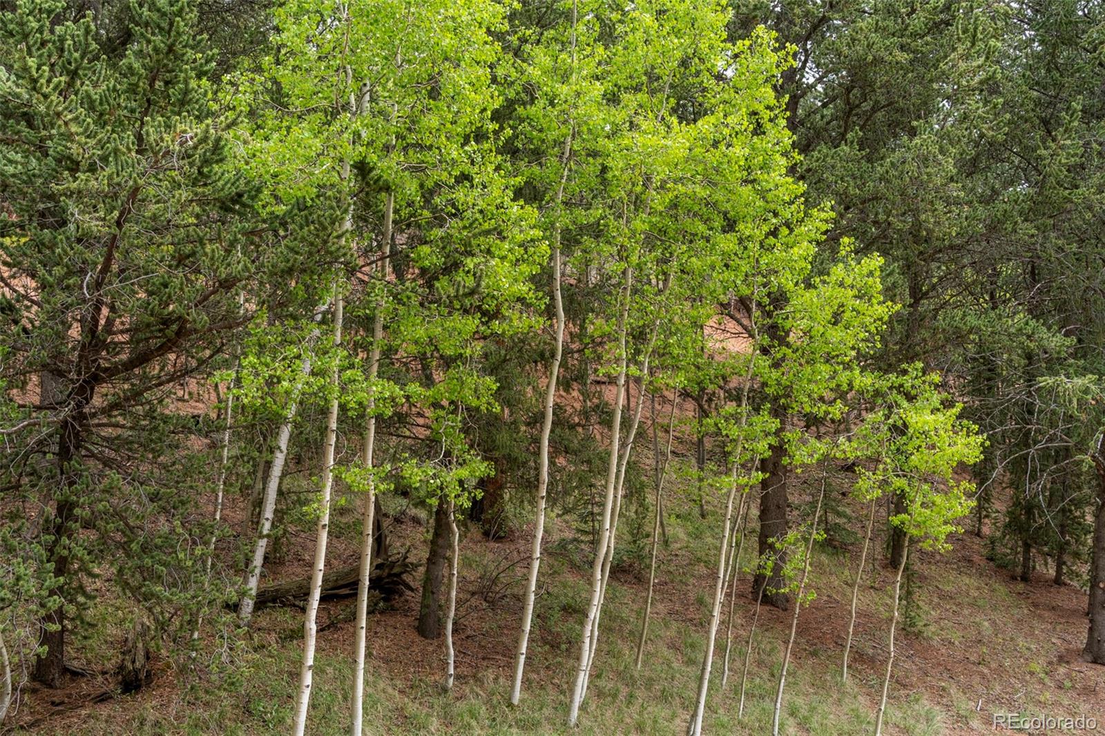 MLS Image #29 for 529  grosbeak circle,divide, Colorado