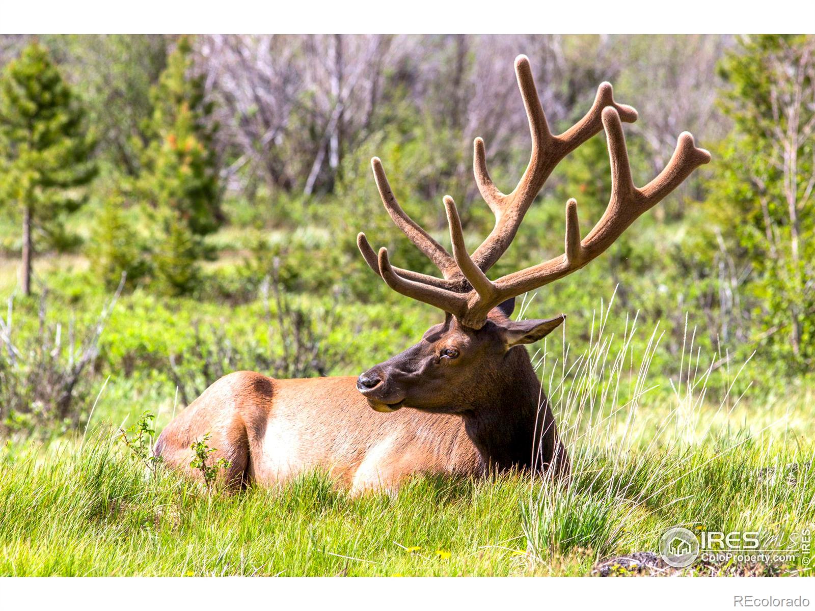 MLS Image #14 for 1780  continental peaks circle,estes park, Colorado