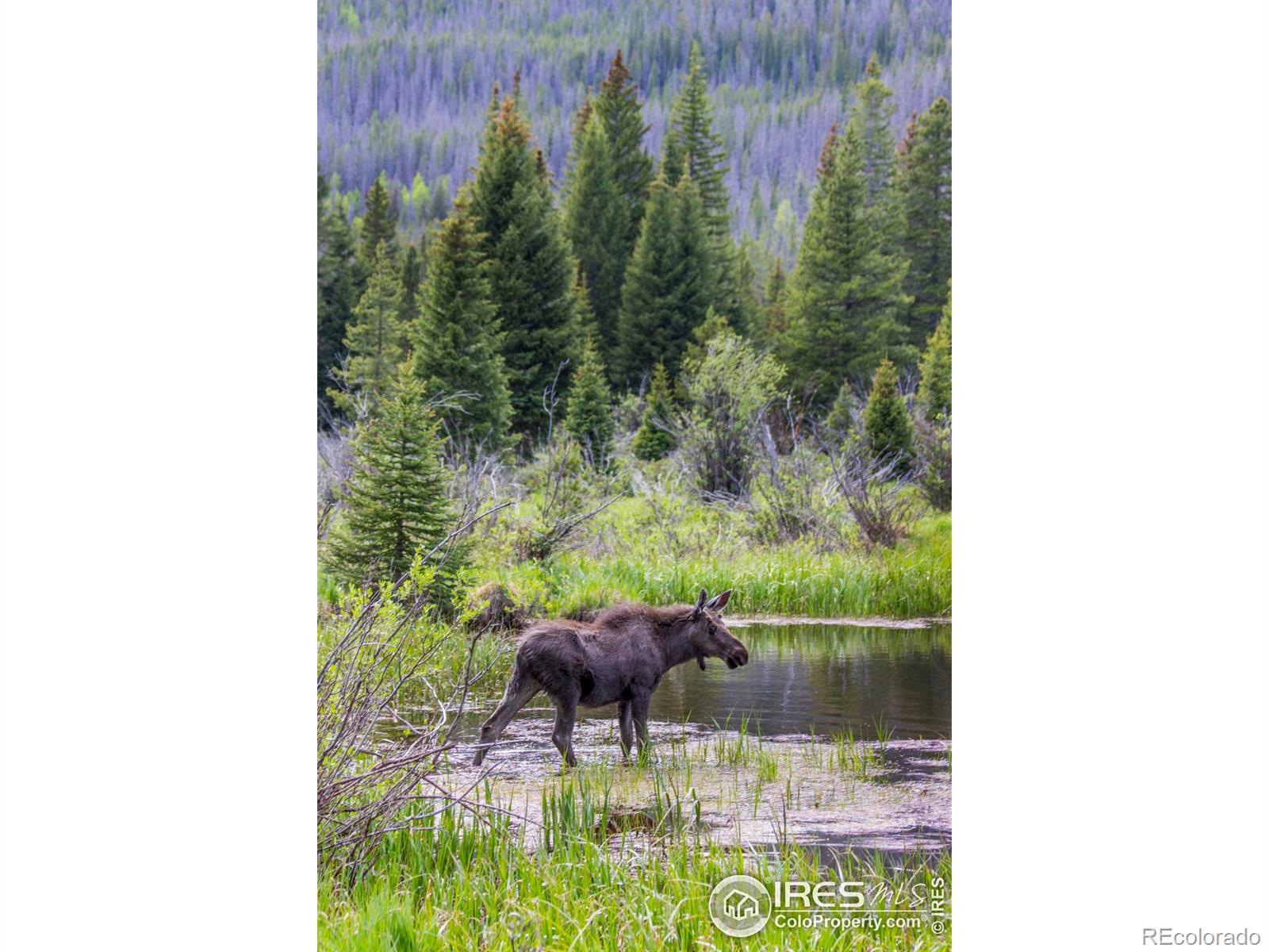 MLS Image #10 for 1760  continental peaks circle,estes park, Colorado