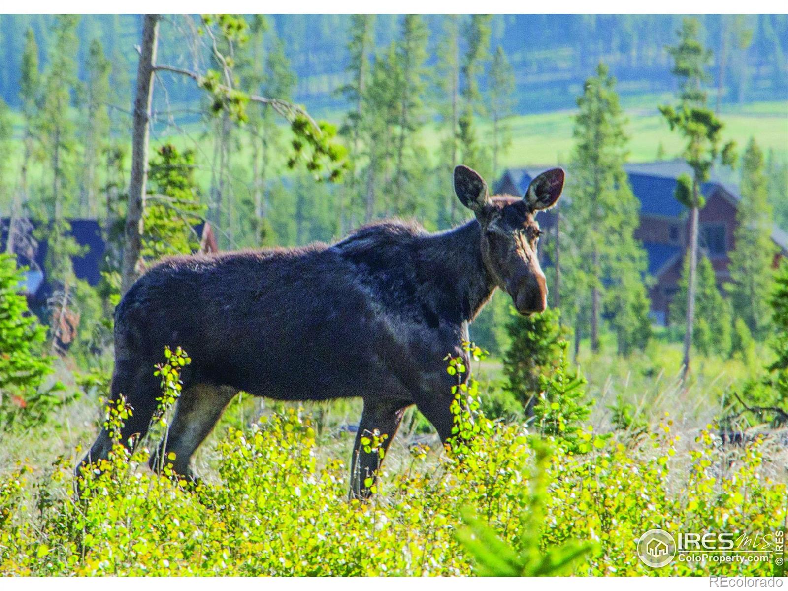 MLS Image #13 for 1760  continental peaks circle,estes park, Colorado
