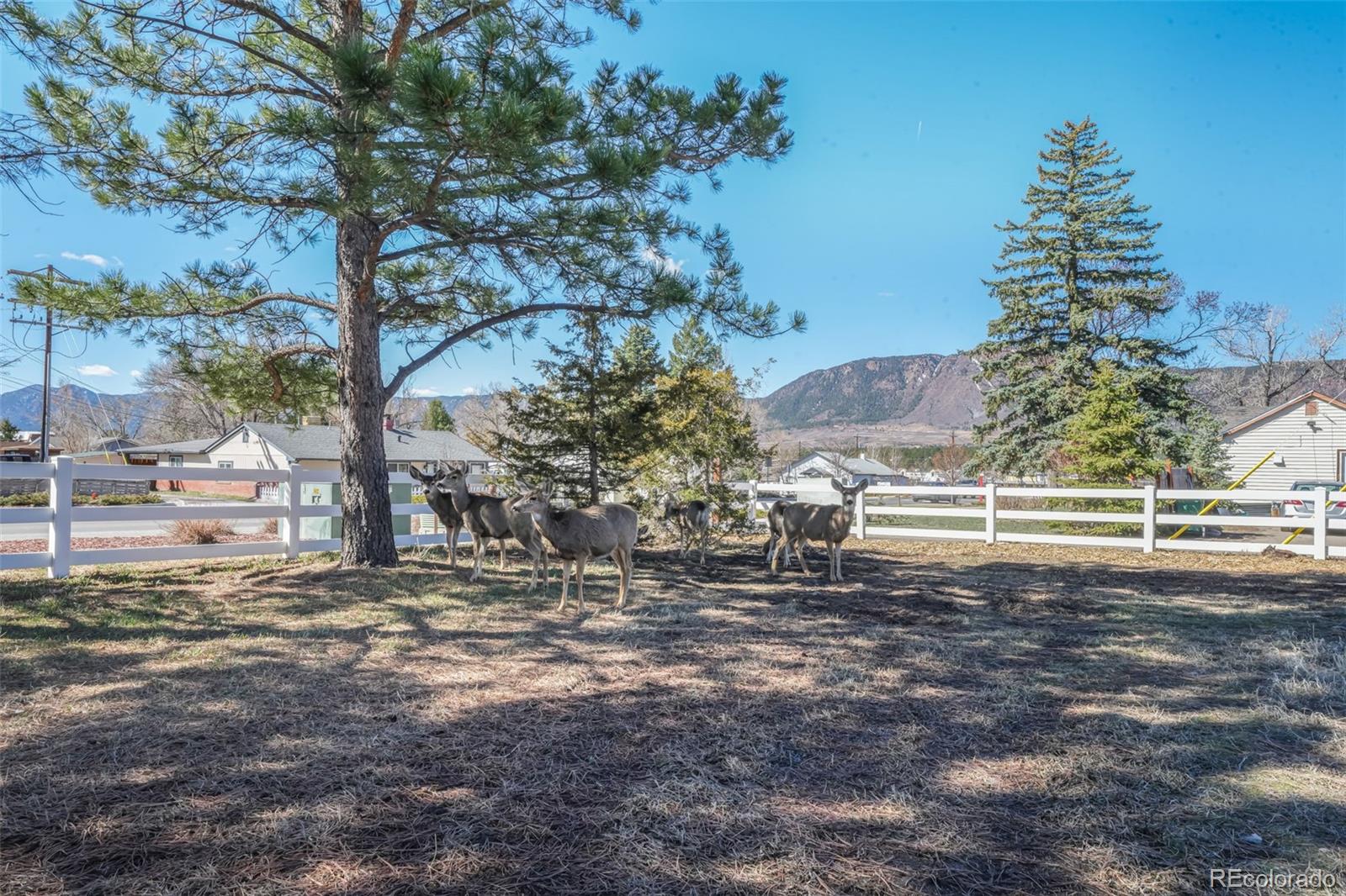 MLS Image #42 for 335  jefferson street,monument, Colorado