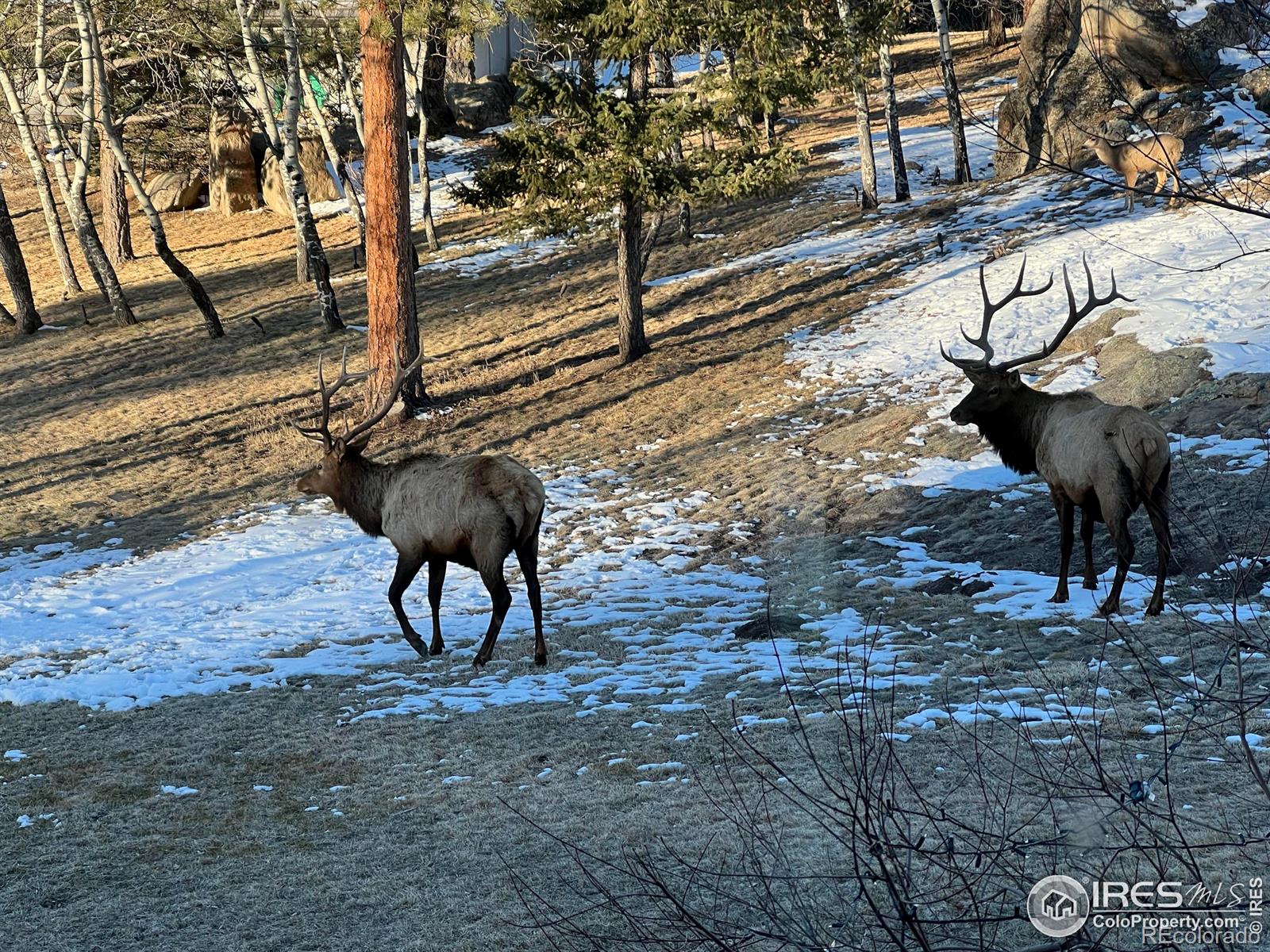 MLS Image #38 for 6917  timbers drive,evergreen, Colorado