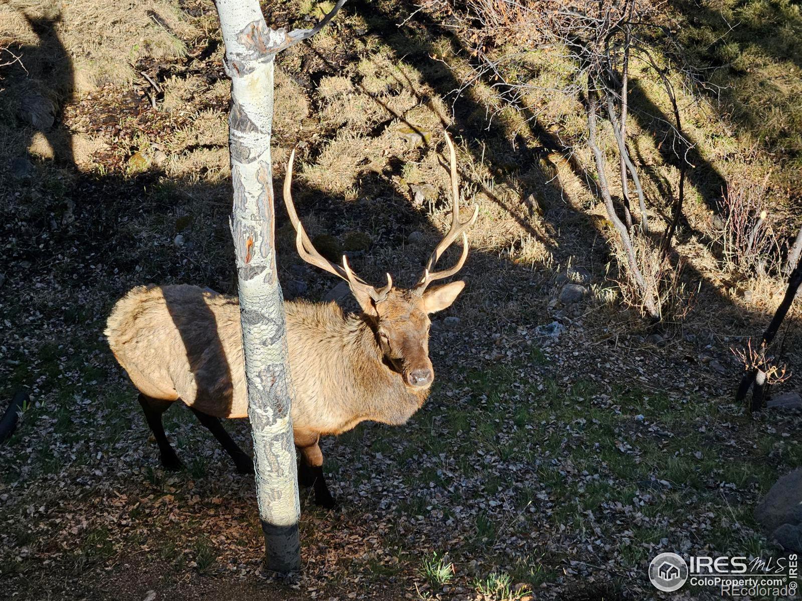 MLS Image #13 for 1069  fall river court,estes park, Colorado