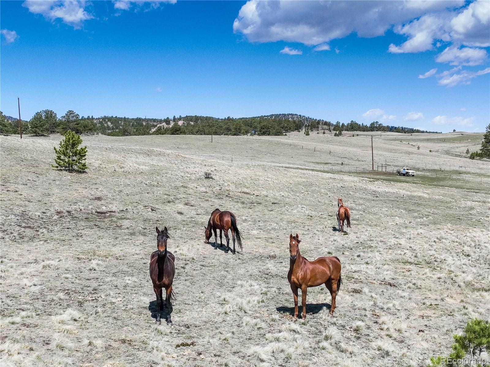 MLS Image #41 for 777  deerview drive,florissant, Colorado