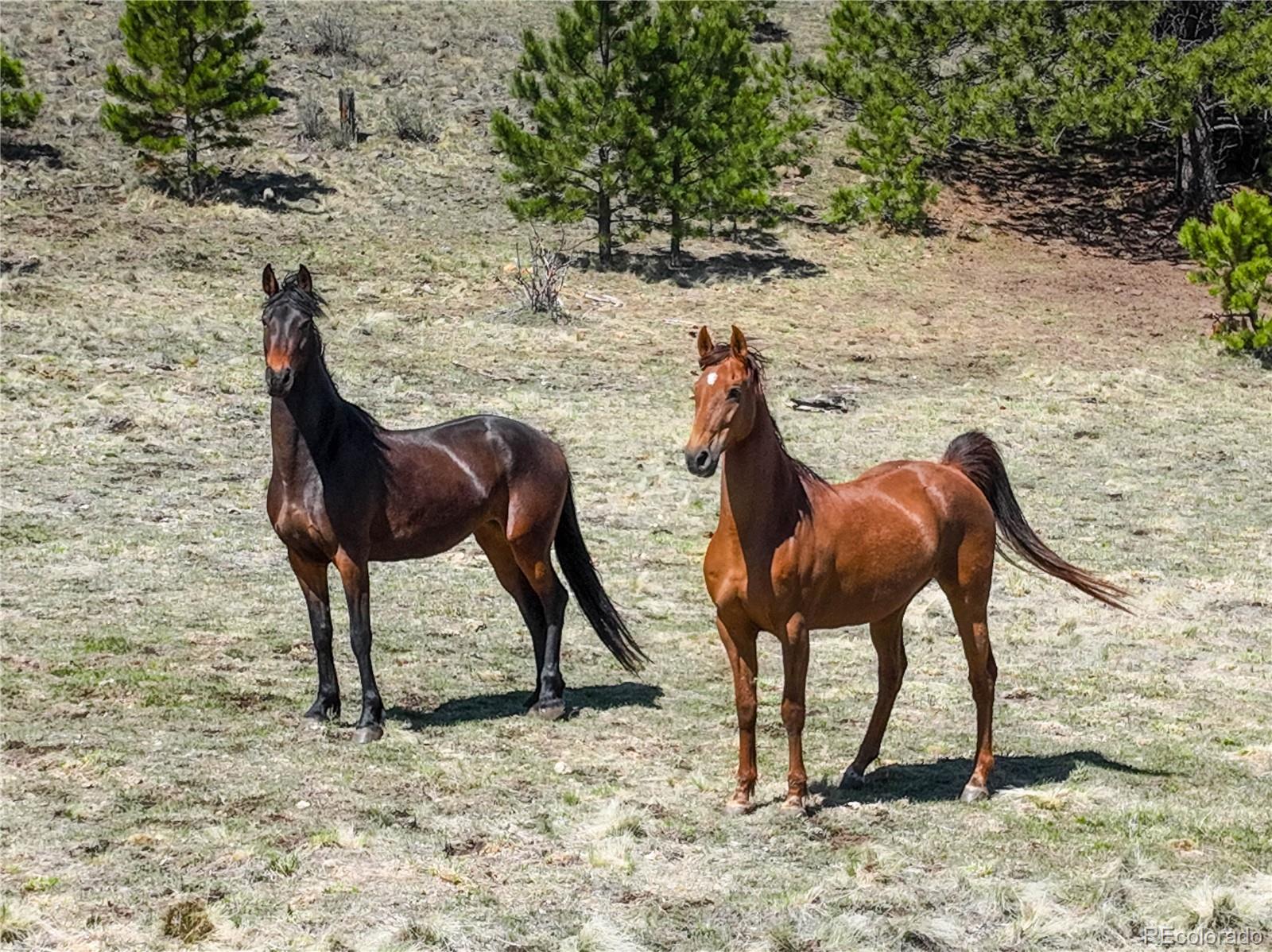 MLS Image #42 for 777  deerview drive,florissant, Colorado