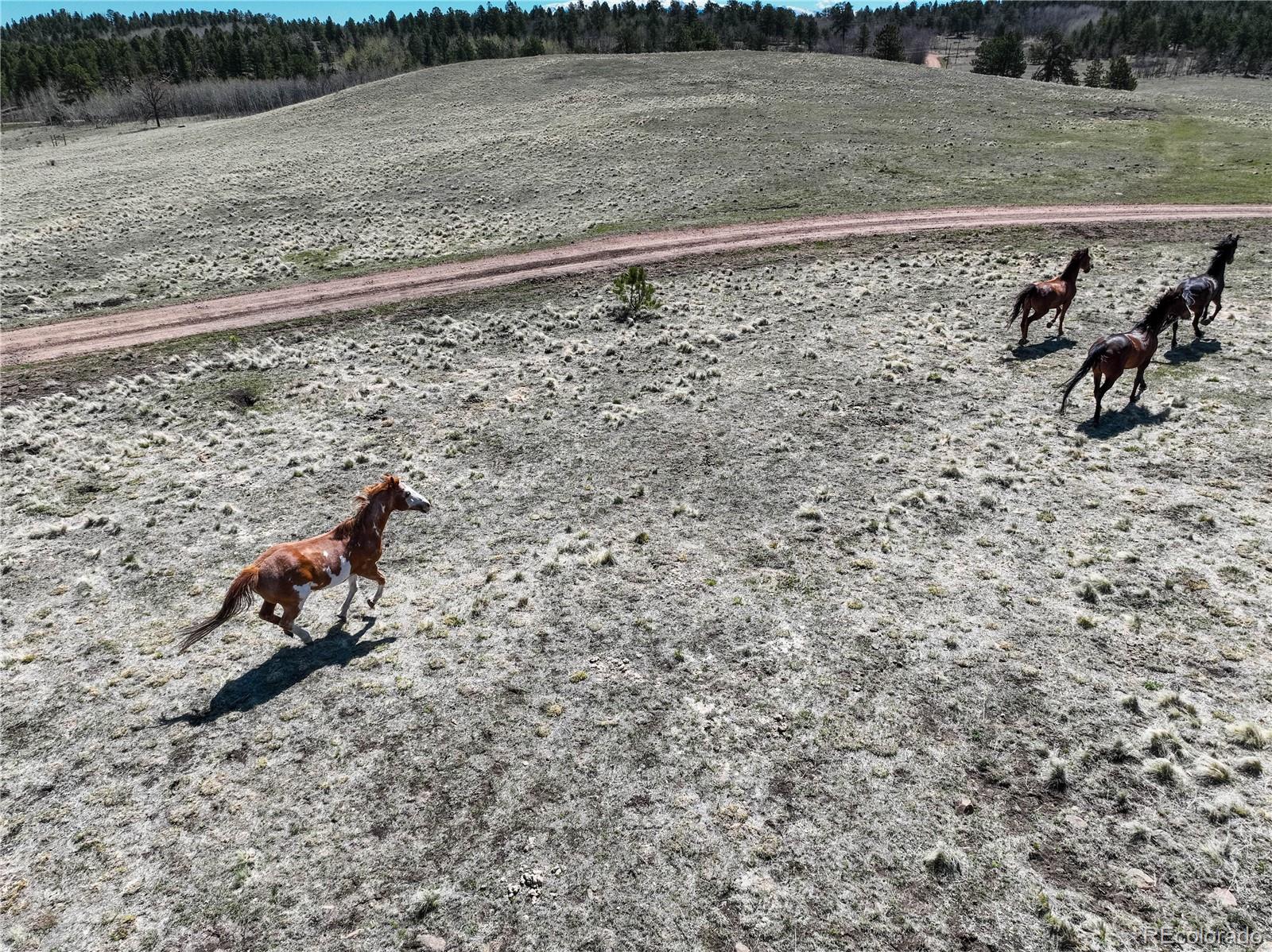 MLS Image #49 for 777  deerview drive,florissant, Colorado