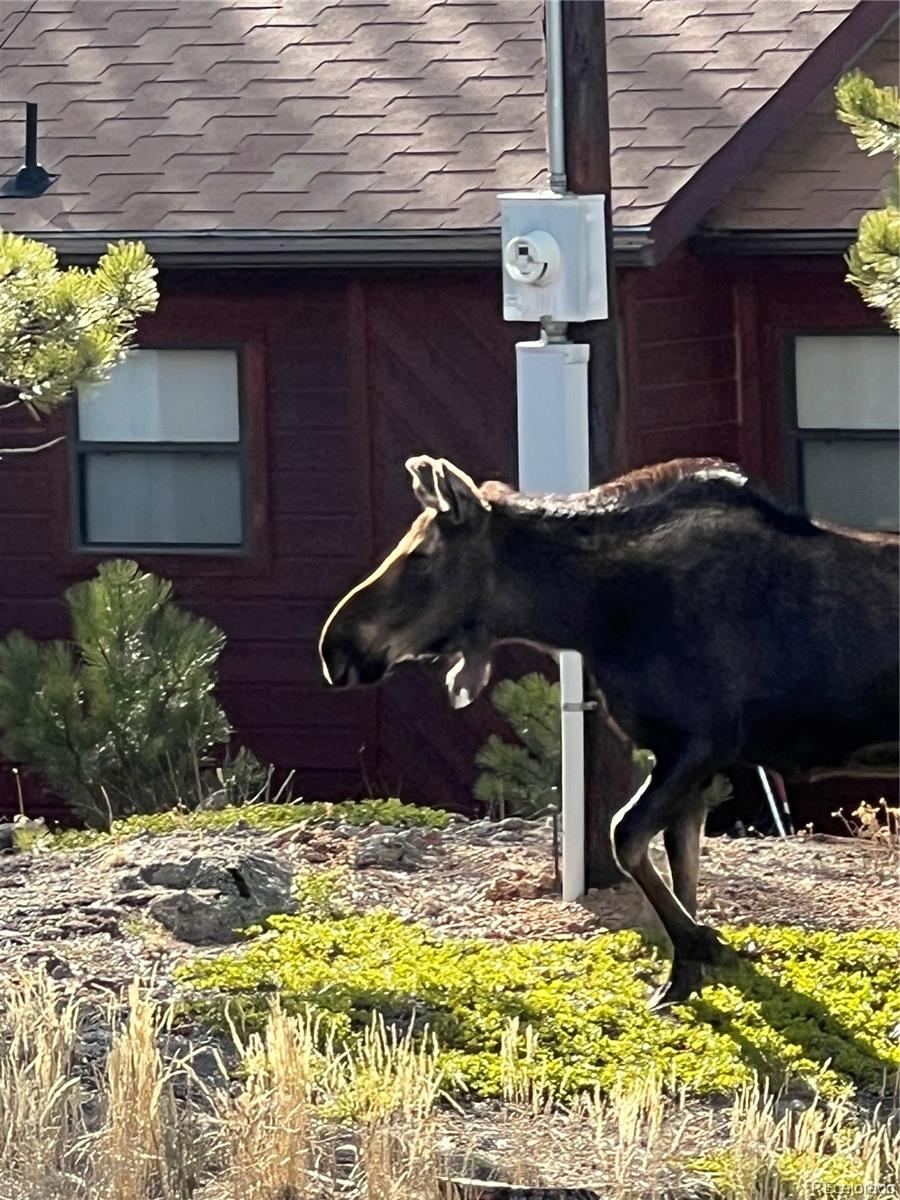 MLS Image #28 for 243  bandit lane,bailey, Colorado