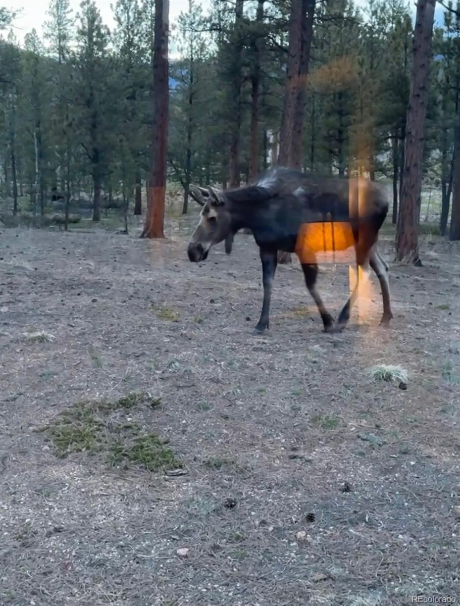 MLS Image #33 for 243  bandit lane,bailey, Colorado