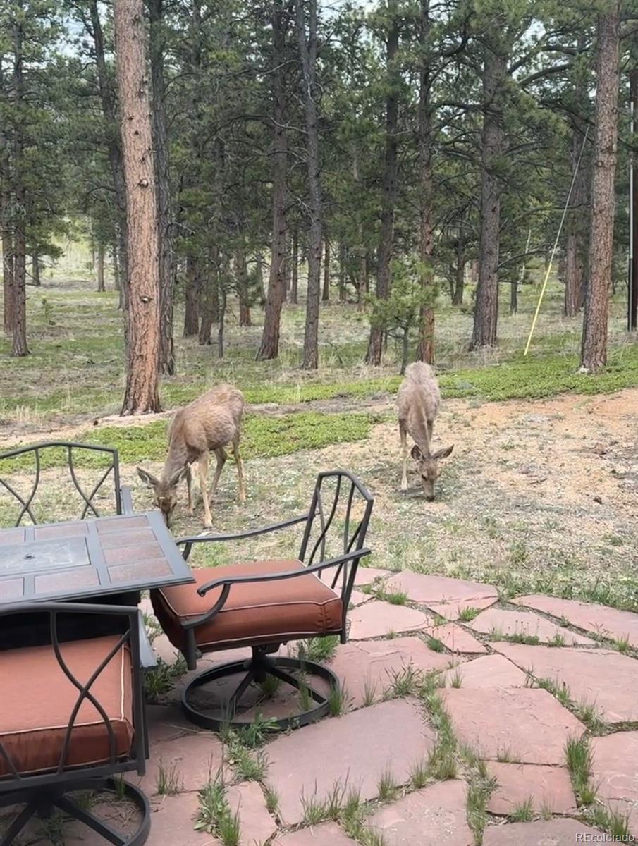 MLS Image #34 for 243  bandit lane,bailey, Colorado