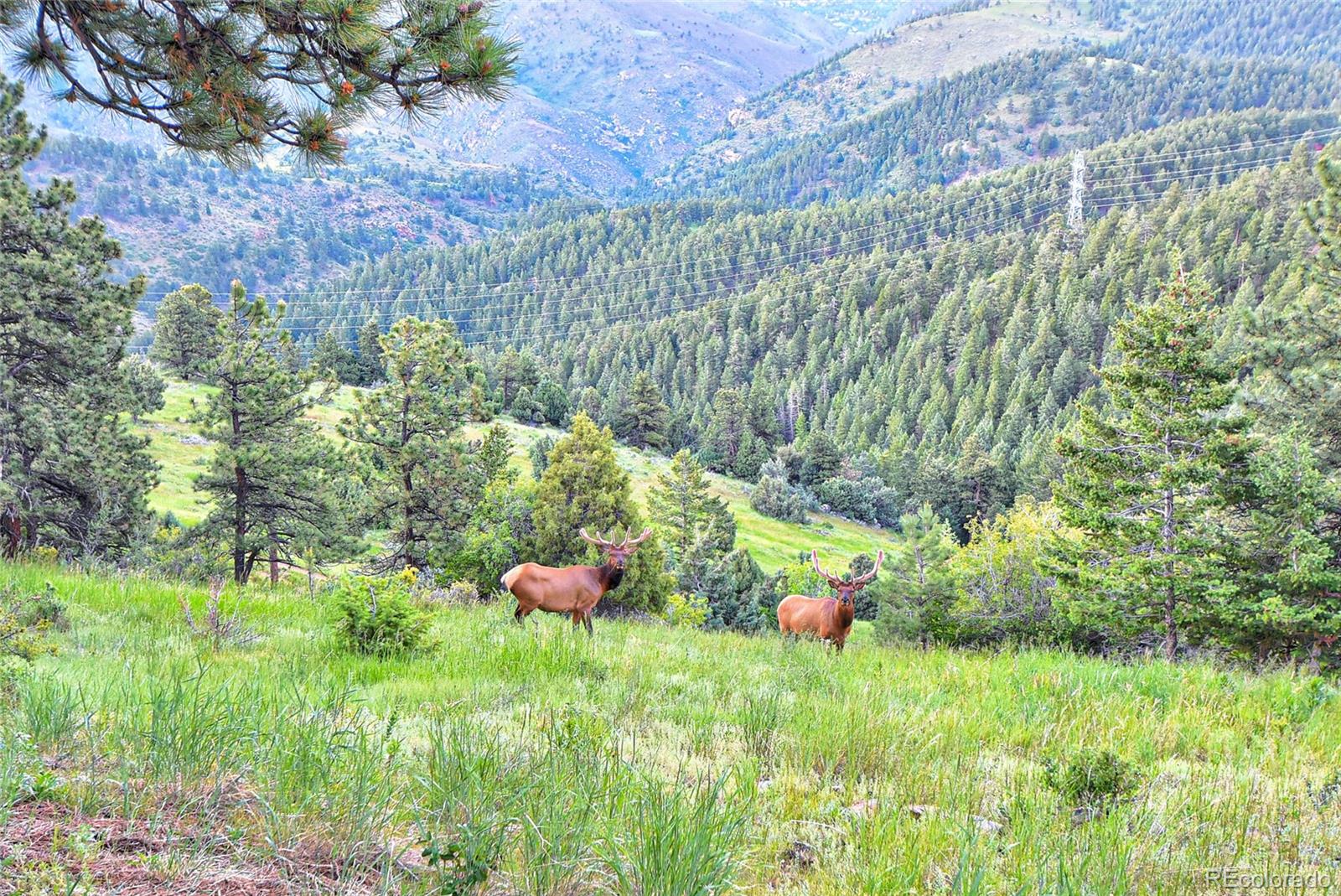 MLS Image #43 for 513  mt blue sky road,golden, Colorado