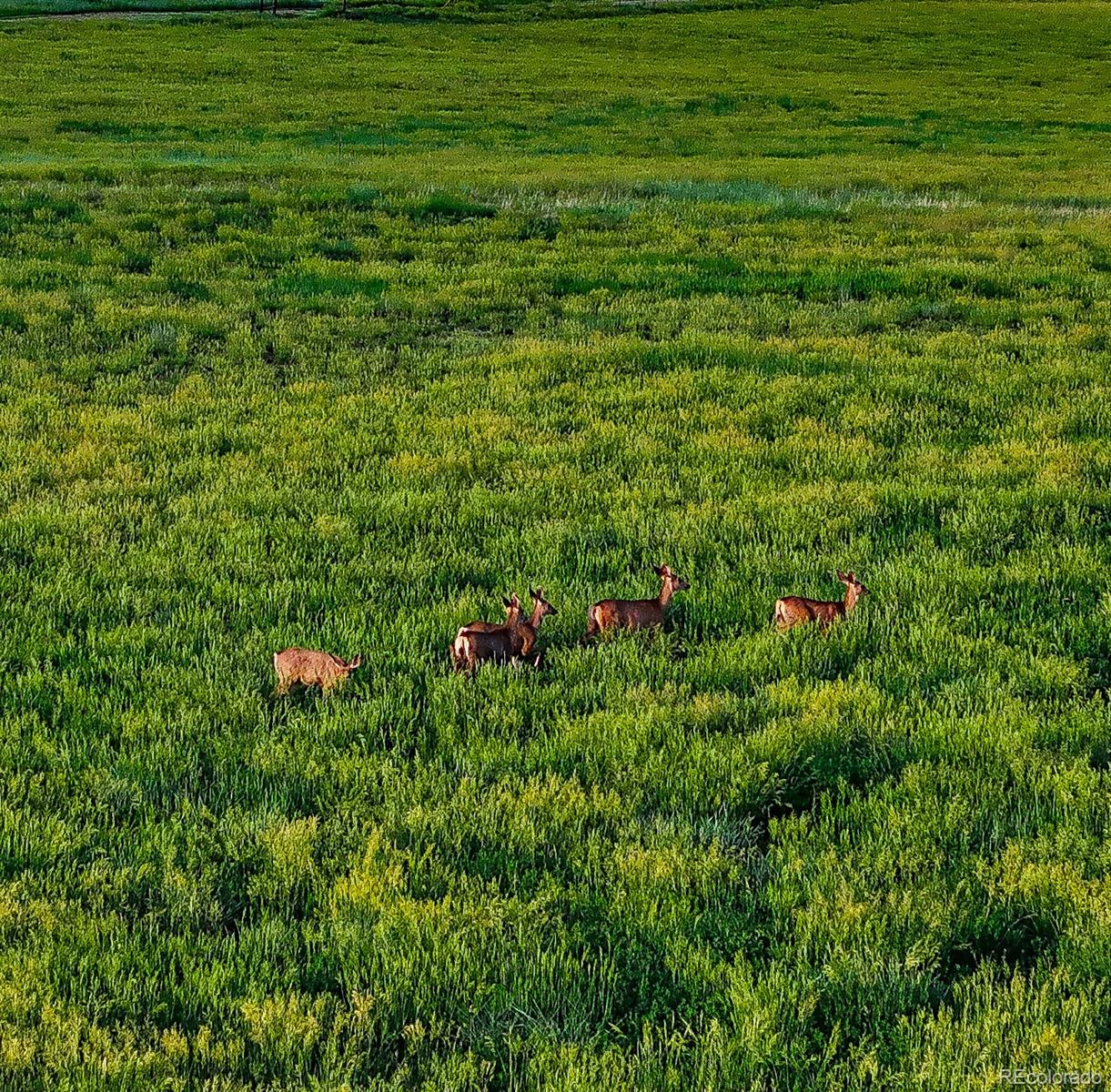MLS Image #7 for 24030  county road 43.6 ,aguilar, Colorado
